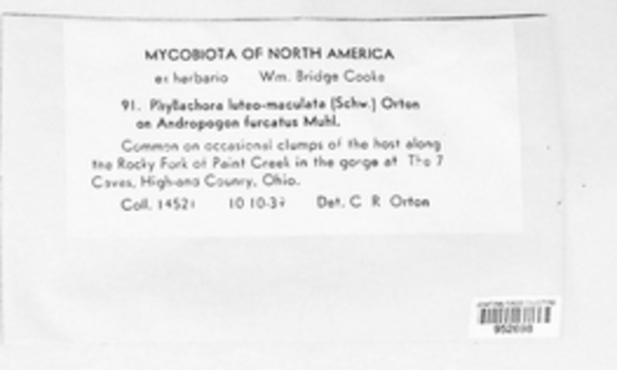 Phyllachora luteomaculata image